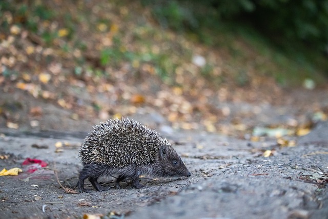 平的典范 平的典范